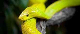 Большая длинная желтая змея
