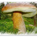 Большие грибы во сне