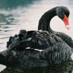черный лебедь на воде во сне