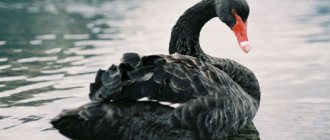 черный лебедь на воде во сне