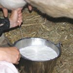 Что означает доить корову во сне по сонникам