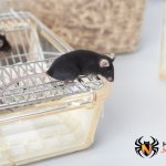 Домашняя черная мышь