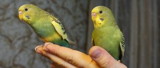 два попугая