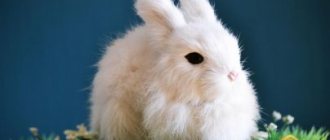 К чему снится белый кролик: женщине, девушке, беременной, мужчине – толкование по разным сонникам