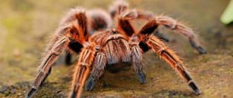 К чему снится паук большой и маленький, плетет паутину, укусил, ползет на вас – толкование по разным сонникам