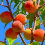 К чему снится персики