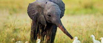 Why do you dream about a baby elephant?