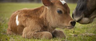 Why do you dream about a calf?