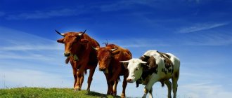 К чему снятся коровы и быки сонник