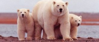 К чему снятся медведи с медвежатами: девушке, женщине, беременной, мужчине – толкование по разным сонникам