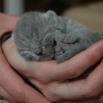 К чему снятся новорожденные котята