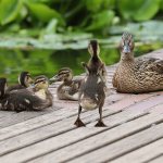 Why do ducklings dream - interpretation from popular dream books