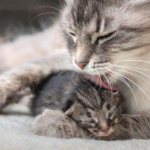 Кошка родила котят – толкование известных сонников