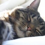 Кошка во сне