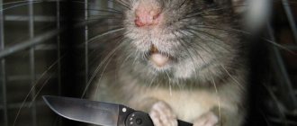 Крыса нападает во сне - что значит