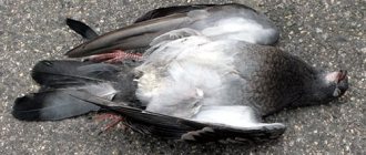 мертвый голубь