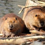 Dreaming of Beavers