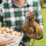 Собирать куриные яйца