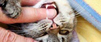 Сонник кошка кусает