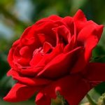 сонник красная роза