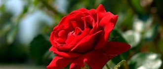 сонник красная роза