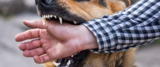 Dream Interpretation: a dog bites your hand - what does it mean in a dream?