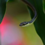 Толкование сновидения о маленьких змеях