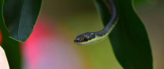 Толкование сновидения о маленьких змеях