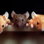 Три мышки