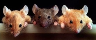 Три мышки