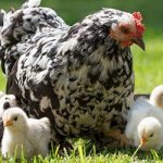 see a hen with chicks in a dream