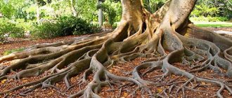 seeing big tree roots in a dream