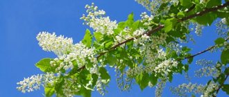 seeing bird cherry branches in a dream