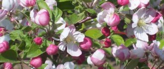 apple blossom