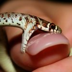 A snake bit a woman&#39;s nail