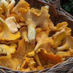 Значение грибов лисички